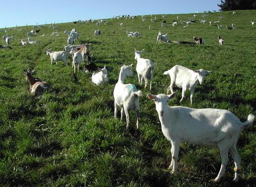 Neurio纽瑞优：牛奶蛋白过敏的宝宝可以喝羊奶吗？