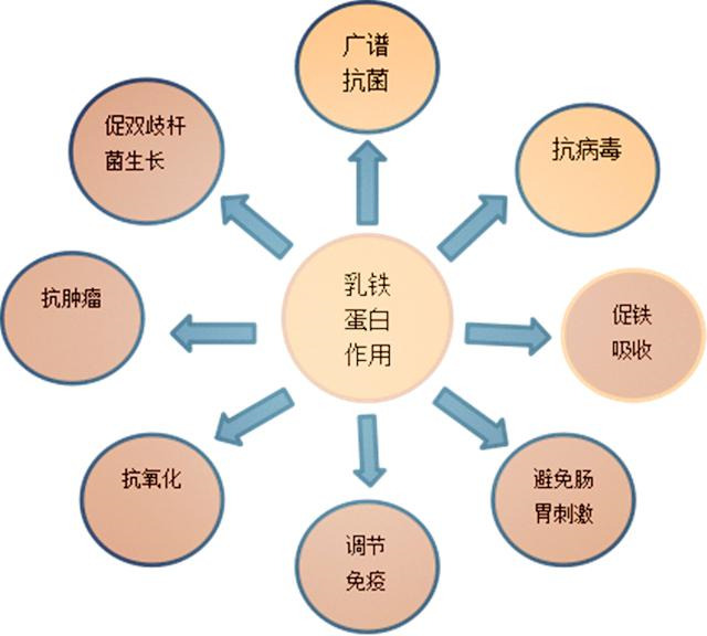 为什么母乳宝宝抵抗力更好？最大的功臣是它——乳铁蛋白