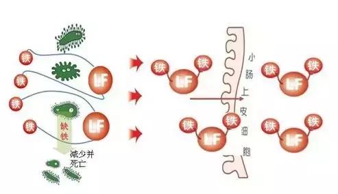 乳铁蛋白：健康防线，弥足珍贵