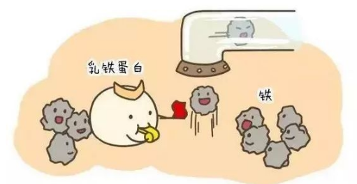 纽瑞优中的乳铁蛋白了解一下？