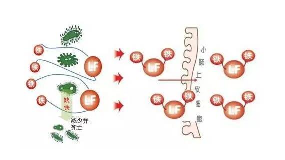 乳铁蛋白,为宝宝筑起一道免疫防线!